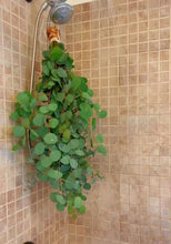 Load and play video in Gallery viewer, Waterfall Eucalyptus Shower Bundle (Large)
